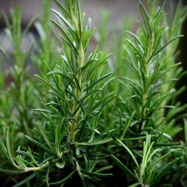 Rosemary
